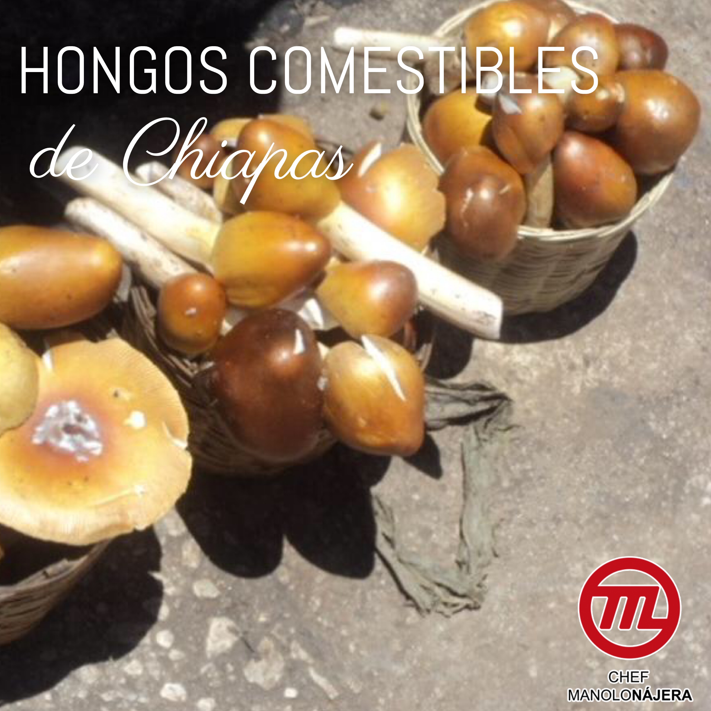 Los hongos comestibles de Chiapas